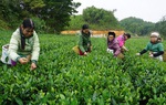 Thu nhập mỗi người dân nông thôn đạt 43 triệu đồng trong năm 2020
