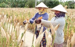 Mỗi xã, phường, thôn bản xây dựng mô hình giảm nghèo tiêu biểu