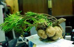 Loại nấm mọc trên ngọn cây, giá vài triệu/kg vẫn được khách lùng mua quanh năm vì "ít có, khó tìm"