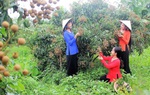 Ngày hội bánh - trái ở Cần Thơ, cơ hội để du khách khám phá nét văn hóa phương Nam