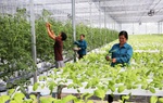Kinh tế hợp tác tác động đến đời sống, thu nhập và sức mua của 30 triệu người
