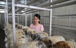Làm giàu từ trồng nấm rơm bằng công nghệ sinh học