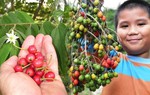 Những loại quả dại mà chỉ cần nếm thử đã thấy cả tuổi thơ ùa về