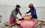 Ngư dân xứ Nghệ bội thu “lộc biển”