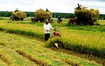 ĐBQH lo ngại tình trạng thu mua đất nông nghiệp chờ nhận giá đền bù, bỏ hoang đất