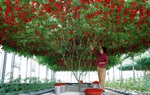 Những gốc cây “mắn đẻ” nhất thế giới khiến người xem tưởng nhầm là đột biến 