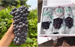Tiết lộ "động trời" loại nho đen không hạt bán đầy trên chợ mạng, dân buôn hoa quả "vạch trần" sự thật bất ngờ