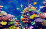 Hành động vì thiên nhiên để bảo vệ đa dạng sinh học