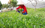 Cây sa sâm Việt Nam giúp cải thiện tình trạng thiếu hụt nội tiết tố ở nữ giới