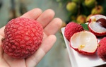 Vải thiều đổ bộ thị trường, mua tại vườn cao nhất 23.000 đồng/kg, giá bán lẻ gần gấp đôi