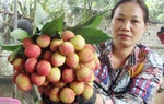 Trái vải to bằng quả trứng gà, đắt gấp 10 lần vải thiều chính vụ vẫn hút khách