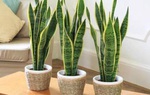 15 loại cây cảnh tốt trong phong thủy và có thể lọc sạch không khí