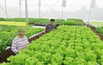 Long An: Thu nhập, đời sống người dân được nâng cao nhờ xây dựng nông thôn mới