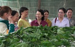 Phụ nữ Đồng Nai phát triển kinh tế hợp tác, góp phần xây dựng Nông thôn mới