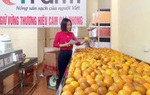 "Bông hoa xứ Mường" làm giàu từ trái cam 