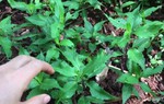 Loại rau mọc hoang trên rừng trở thành món ngon ở nhà hàng và nhiều gia đình