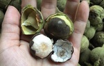Quả rừng Sơn La hoang dại thơm, ngọt, béo, bùi giống phô mai tươi