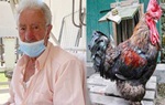Bị phạt tiền vì để gà của mình gáy vào sáng sớm