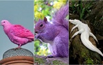 Những con vật với vẻ ngoài quái dị như thể bị tạo hóa "làm rơi khay sơn màu" gây cười 