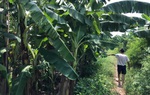 Vụ bé gái 12 tuổi bị hiếp dâm trong vườn chuối: Thương con lắm mà chỉ biết khóc