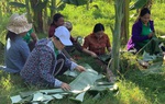 Trồng chuối lấy lá hạn chế rác thải nhựa, góp phần bảo vệ môi trường