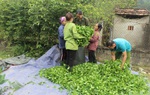 Người dân trồng chè lao đao do rớt giá thảm hại