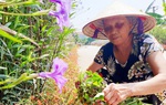 Người phụ nữ tự trồng gần 300m đường hoa làm đẹp quê hương