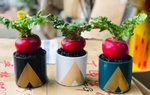 Củ cải đỏ "khổng lồ" tăng giá gấp đôi trên chợ mạng vì chị em nô nức order trang trí nhà ngày Tết