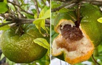 9X làm quả cam giả dối nhất "hệ bếp", ai cũng ngạc nhiên vì bóc ra không có múi