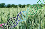 Lúa mì chuyển gene làm giảm ung thư