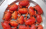 Cù kỳ giá chỉ bằng 1/10 cua hoàng đế, đắt hàng trên chợ mạng