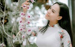 Giò phong lan lung linh trong nắng sớm