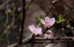 Hải Dương kêu gọi "giải cứu" đào Tết cho nông dân giữa dịch Covid-19 bùng phát