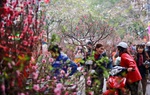 Năm nào cũng buôn 200 cây đào, người phụ nữ tuổi 40 chỉ bán 7 ngày giáp Tết đã thu về hơn 30 triệu đồng