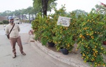 Covid-19 đến như một cơn ác mộng: Thị trường quất, đào "sale sập sàn" vẫn ít người mua