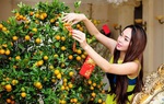 Sắm Tết 2021: Kinh nghiệm chọn quất cảnh đẹp, không bị gắn quả giả 