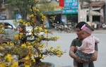 Kinh nghiệm chọn mua hoa mai và cách khiến hoa nở đều, đẹp, đúng ngày Tết