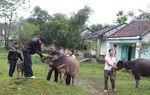 Tết năm Sửu, thăm những người dân nuôi trâu ở đất võ Bình Định