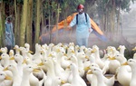 Triển khai quyết liệt các giải pháp kiểm soát phòng, chống bệnh Cúm gia cầm