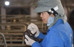 Lần đầu tiên Việt Nam nhân bản thành công lợn ỉ từ chính tế bào của lợn