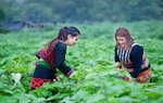Đồng hành nâng cao quyền năng kinh tế cho phụ nữ dân tộc thiểu số 