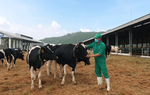 Vinamilk nhập khẩu hơn 2.100 bò sữa HF thuần chủng từ Mỹ