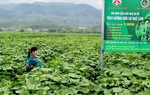 Nông nghiệp hữu cơ giúp nông dân phát triển kinh tế bền vững 
