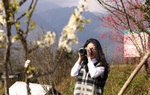Giới trẻ phát cuồng với “rừng hoa xuân” trên đỉnh Fansipan