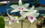 Sau vụ chủ vườn lan "ôm" cả trăm tỷ bỏ trốn: Giá lan đột biến hiện thế nào?