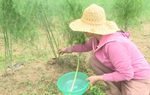 Giúp đồng bào Vân Kiều phát triển kinh tế bằng mô hình “Trồng tre lấy măng"