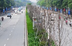 Chốt việc thay thế hàng phong lá đỏ chết khô trên tuyến đường đẹp nhất Hà Nội
