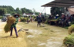 Chị em chung tay gặt lúa giúp gia đình hội viên khó khăn ở Nghệ An