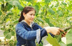 Tiền Giang: Tiếp tục hỗ trợ phụ nữ khởi nghiệp giữa đại dịch
