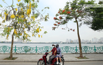 Thời điểm độc nhất trong năm ở Hà Nội: 3 loài hoa cùng bung nở khoe sắc rực rỡ 